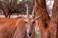 Beautiful Images  of African largest Antelope. Wild african Eland antelope  close up, Namibia Royalty Free Stock Photo