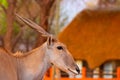 Beautiful Images  of African largest Antelope. Wild african Eland antelope  close up, Namibia Royalty Free Stock Photo