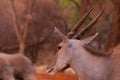 Beautiful Images  of African largest Antelope. Wild african Eland antelope  close up, Namibia Royalty Free Stock Photo