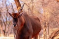 Beautiful Images  of African largest Antelope. Wild african Eland antelope  close up, Namibia Royalty Free Stock Photo