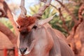 Beautiful Images  of African largest Antelope. Wild african Eland antelope  close up, Namibia, Africa Royalty Free Stock Photo