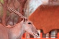 Beautiful Images  of African largest Antelope. Wild african Eland antelope  close up, Namibia, Africa Royalty Free Stock Photo