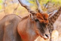 Beautiful Images  of African largest Antelope. Wild african Eland antelope  close up, Namibia, Africa Royalty Free Stock Photo