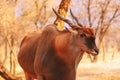 Beautiful Images  of African largest Antelope. Wild african Eland antelope  close up, Namibia, Africa Royalty Free Stock Photo