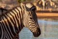 Beautiful Images of African zebra. Namibia, Africa Royalty Free Stock Photo