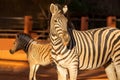 Beautiful Images of African zebra. Namibia, Africa Royalty Free Stock Photo