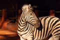 Beautiful Images of African zebra. Namibia, Africa