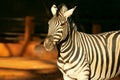 Beautiful Images of African zebra. Namibia, Africa Royalty Free Stock Photo