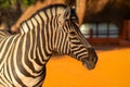 Beautiful Images of African zebra. Namibia, Africa Royalty Free Stock Photo