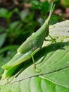 Beautiful images of China grasshopper