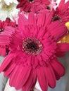 Beautiful dreamstime images of Dark pink colour sunflowers