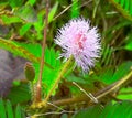 Beautiful images of Pink mimosa flower or sensitive plant flower, selective focus on subject, India, west Bengal