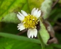 Beautiful images of tridax procumbens