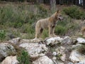 Beautiful images of wolves camping at ease by Mt