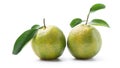 Beautiful immature green tangerine isolated on white background Royalty Free Stock Photo