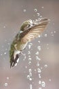 Dramatic Flight of a Male Anna\'s Hummingbird Enjoying The Water Fountain