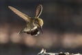 Green Immature Male Anna\'s Hummingbird In Flight