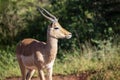 Beautiful impala is an African antelope from the African savannah of South Africa Royalty Free Stock Photo