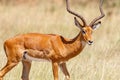 Beautiful Impala antelope on the savanna