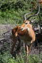 Beautiful Impala Buck Grazing in Serengeti