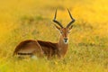 Beautiful impala in the grass with evening sun. Animal in the nature habitat. Sunset in Africa wildlife. Implala antelope lying in Royalty Free Stock Photo