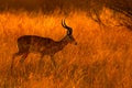 Beautiful impala in the grass with evening sun. Animal in the nature habitat. Sunset in Africa wildlife.