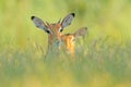 Beautiful impala in the grass with evening sun, hidden portrait in vegetation. Animal in the wild nature . Sunset in Africa wildli