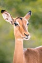 Beautiful Impala in Kruger National Park, Africa, close up