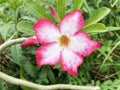 Beautiful impala lily flower in the garden