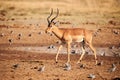 Beautiful impala male, Aepyceros melampus