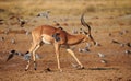 Beautiful impala male, Aepyceros melampus Royalty Free Stock Photo