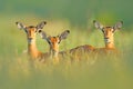 Beautiful impalas in the grass with evening sun, hidden portrait in vegetation. Animal in the wild nature . Sunset in Africa wildl Royalty Free Stock Photo