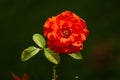 Beautiful Impatient rose flower in garden. Rose flower background. Roses in tropical garden.