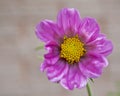 Beautiful Imperfect Pink Pansy in the Rain Royalty Free Stock Photo