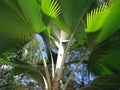 imperial palm tree in the garden of the square with its green branches.