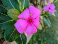 Beautiful imsge of Madagascar periwinkle flower india