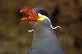 Beautiful Inca Tern Royalty Free Stock Photo