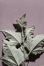 Beautiful incredible silver poplar leaf with deep shadow on pink background