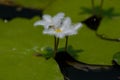 The beautiful Indian aquatic plants can only be seen in places where people deliberately plant them!