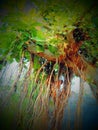 Beautiful Indian Banyan tree image