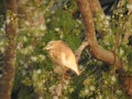 Beautiful Indian black crowned night heron bird sitting on a tree with nature background Royalty Free Stock Photo