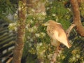 Beautiful Indian black crowned night heron bird sitting on a tree with nature background Royalty Free Stock Photo