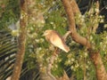 Beautiful Indian black crowned night heron bird sitting on a tree with nature background Royalty Free Stock Photo