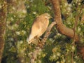 Beautiful Indian black crowned night heron bird sitting on a tree with nature background Royalty Free Stock Photo