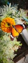 A beautiful Indian butterfly who sits on flowers and drinks flower juice.