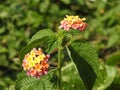 Beautiful Indian Camara Lantana with orange and black color butterfly sitting on flower with nature background Royalty Free Stock Photo