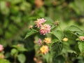 Beautiful Indian Camara Lantana with orange and black color butterfly sitting on flower with nature background Royalty Free Stock Photo