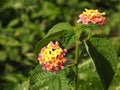 Beautiful Indian Camara Lantana with orange and black color butterfly sitting on flower with nature background Royalty Free Stock Photo