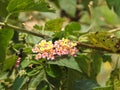 Beautiful Indian Camara Lantana with orange and black color butterfly sitting on flower with nature background Royalty Free Stock Photo