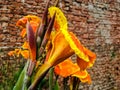 Beautiful indian canna lily flower india
